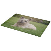 Kutest Baby Animals | Cairn Terrier Dog Snijplank (Hoek)