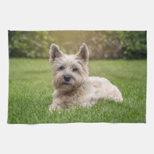 Kutest Baby Animals   Cairn Terrier Dog Theedoek