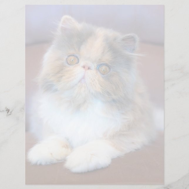 Kutest Baby Animals | Calico Persian Kitten (Voorkant)