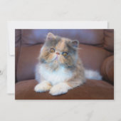 Kutest Baby Animals | Calico Persian Kitten Bedankkaart (Voorkant)