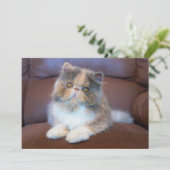Kutest Baby Animals | Calico Persian Kitten Bedankkaart (Staand voorkant)