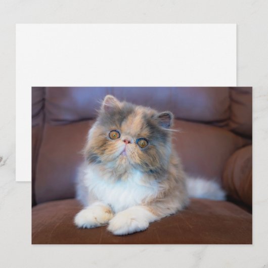 Kutest Baby Animals | Calico Persian Kitten Bedankkaart (Voorkant / Achterkant)