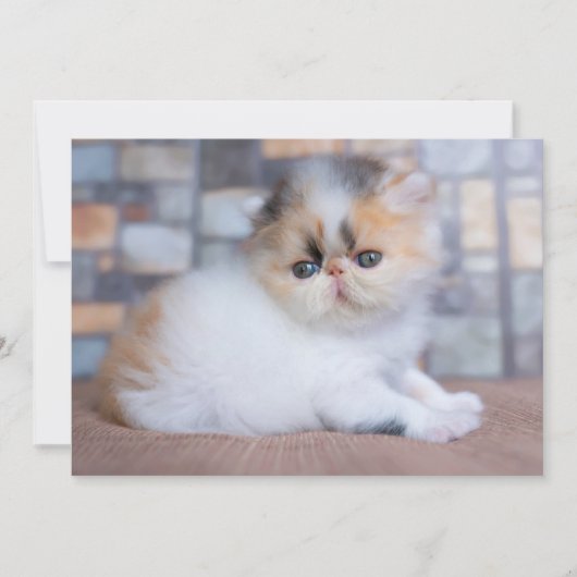 Kutest Baby Animals | Calico Persian Kitten Bedankkaart (Voorkant)