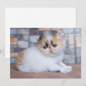 Kutest Baby Animals | Calico Persian Kitten Bedankkaart (Voorkant / Achterkant)
