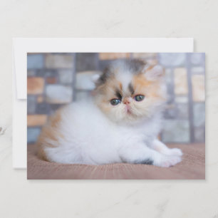 Kutest Baby Animals   Calico Persian Kitten Bedankkaart