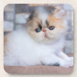 Kutest Baby Animals   Calico Persian Kitten Bier Onderzetter