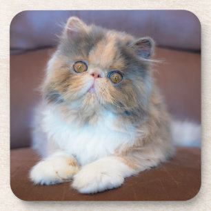 Kutest Baby Animals   Calico Persian Kitten Bier Onderzetter