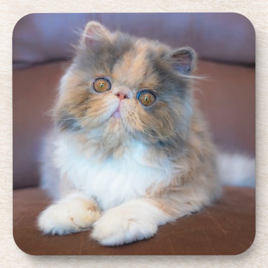 Kutest Baby Animals | Calico Persian Kitten Bier Onderzetter (Voorkant)