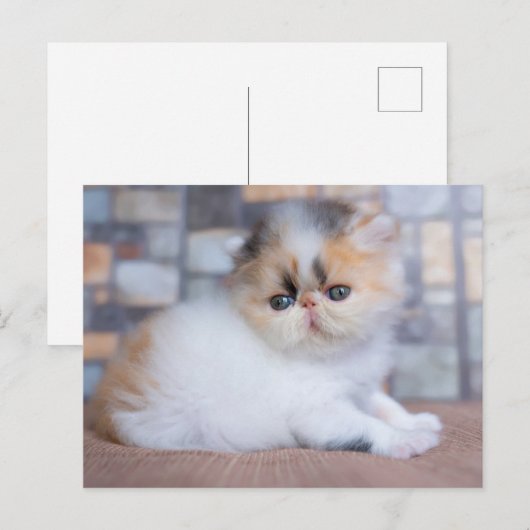 Kutest Baby Animals | Calico Persian Kitten Briefkaart (Voorkant / Achterkant)