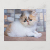 Kutest Baby Animals | Calico Persian Kitten Briefkaart (Voorkant)