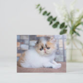Kutest Baby Animals | Calico Persian Kitten Briefkaart (Staand voorkant)