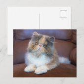Kutest Baby Animals | Calico Persian Kitten Briefkaart (Voorkant / Achterkant)