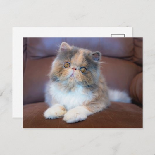 Kutest Baby Animals | Calico Persian Kitten Briefkaart (Voorkant / Achterkant)