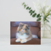 Kutest Baby Animals | Calico Persian Kitten Briefkaart (Staand voorkant)