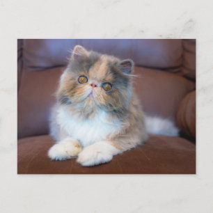 Kutest Baby Animals   Calico Persian Kitten Briefkaart