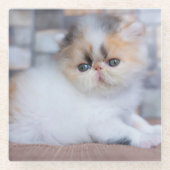 Kutest Baby Animals | Calico Persian Kitten Glazen Onderzetter (Voorkant)