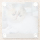 Kutest Baby Animals | Calico Persian Kitten Glazen Onderzetter (Achterkant)