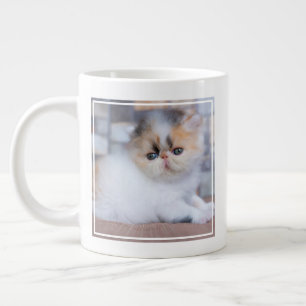 Kutest Baby Animals   Calico Persian Kitten Grote Koffiekop