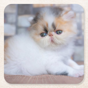 Kutest Baby Animals   Calico Persian Kitten Kartonnen Onderzetters