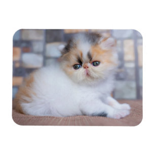Kutest Baby Animals   Calico Persian Kitten Magneet