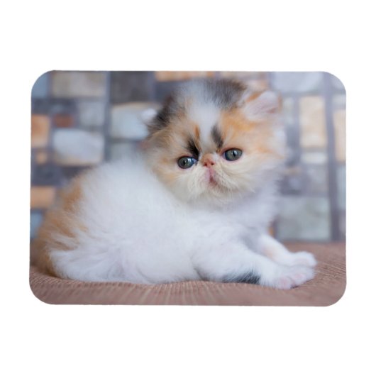 Kutest Baby Animals | Calico Persian Kitten Magneet (Horizontaal)