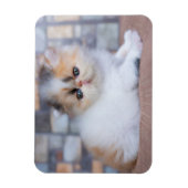 Kutest Baby Animals | Calico Persian Kitten Magneet (Verticaal)