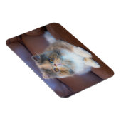 Kutest Baby Animals | Calico Persian Kitten Magneet (Rechterzijde)