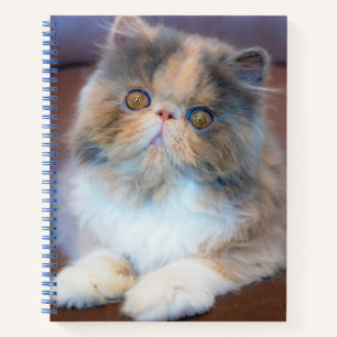 Kutest Baby Animals   Calico Persian Kitten Notitieboek