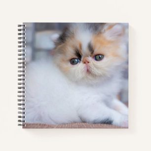 Kutest Baby Animals   Calico Persian Kitten Notitieboek