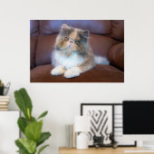Kutest Baby Animals | Calico Persian Kitten Poster (Thuiskantoor)