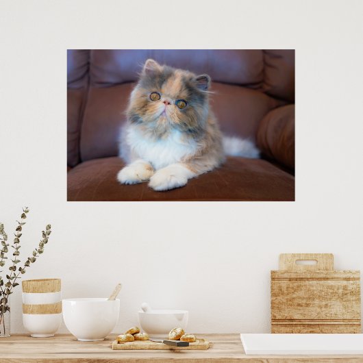 Kutest Baby Animals | Calico Persian Kitten Poster (Keuken)