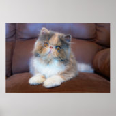 Kutest Baby Animals | Calico Persian Kitten Poster (Voorkant)