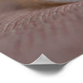 Kutest Baby Animals | Calico Persian Kitten Poster (Hoek)