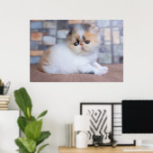 Kutest Baby Animals | Calico Persian Kitten Poster (Thuiskantoor)