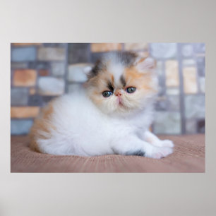 Kutest Baby Animals   Calico Persian Kitten Poster