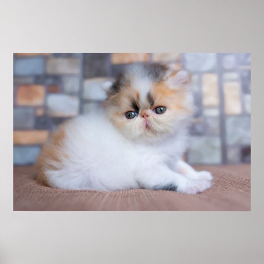 Kutest Baby Animals | Calico Persian Kitten Poster (Voorkant)