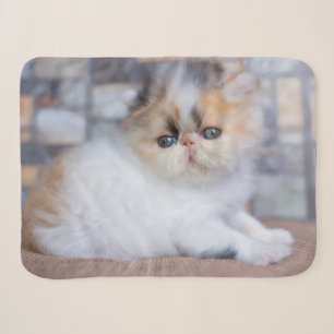 Kutest Baby Animals Calico Persian Kitten Sherpa Deken
