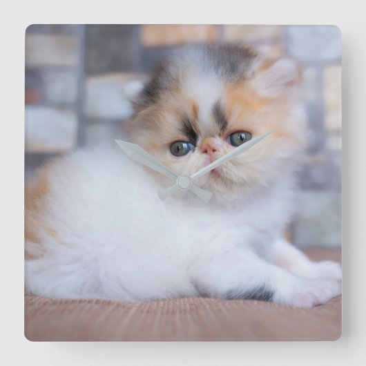 Kutest Baby Animals | Calico Persian Kitten Vierkante Klok (Voorkant)
