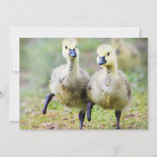 Kutest Baby Animals | Canadese Goose Goslings Bedankkaart (Voorkant)