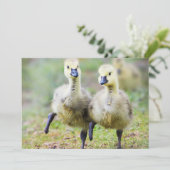 Kutest Baby Animals | Canadese Goose Goslings Bedankkaart (Staand voorkant)