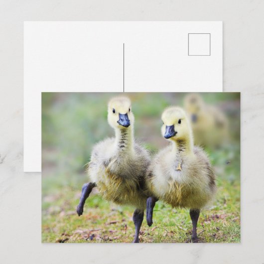 Kutest Baby Animals | Canadese Goose Goslings Briefkaart (Voorkant / Achterkant)