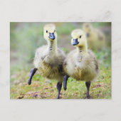 Kutest Baby Animals | Canadese Goose Goslings Briefkaart (Voorkant)