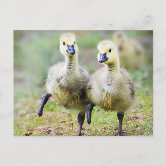 Kutest Baby Animals | Canadese Goose Goslings Briefkaart (Voorkant)