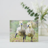 Kutest Baby Animals | Canadese Goose Goslings Briefkaart (Staand voorkant)