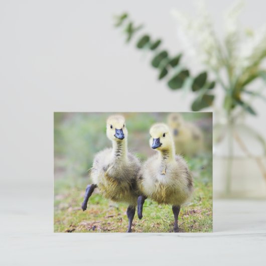 Kutest Baby Animals | Canadese Goose Goslings Briefkaart (Staand voorkant)