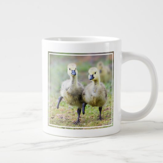 Kutest Baby Animals | Canadese Goose Goslings Grote Koffiekop (Rechts)