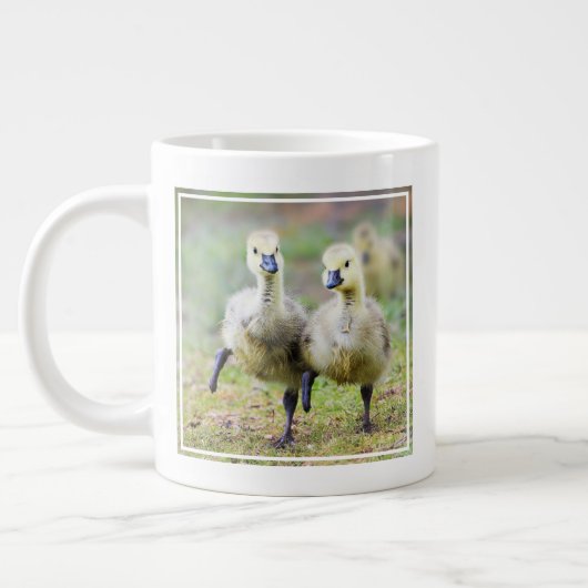 Kutest Baby Animals | Canadese Goose Goslings Grote Koffiekop (Links)