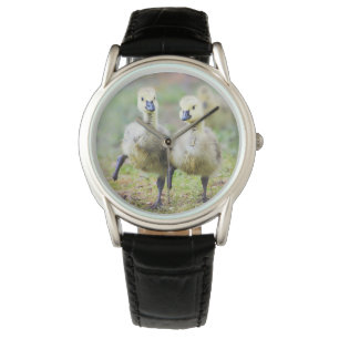 Kutest Baby Animals Canadese Goose Goslings Horloge