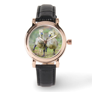 Kutest Baby Animals Canadese Goose Goslings Horloge