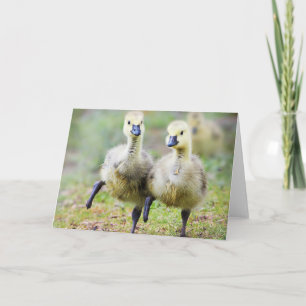 Kutest Baby Animals   Canadese Goose Goslings Kaart